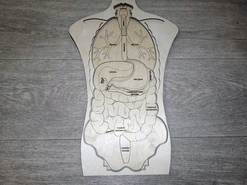 Пазл "Анатомия человека" из фанеры, 68 элементов